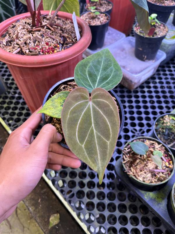 Антуриум §§37 Anthurium KOS Red Veins