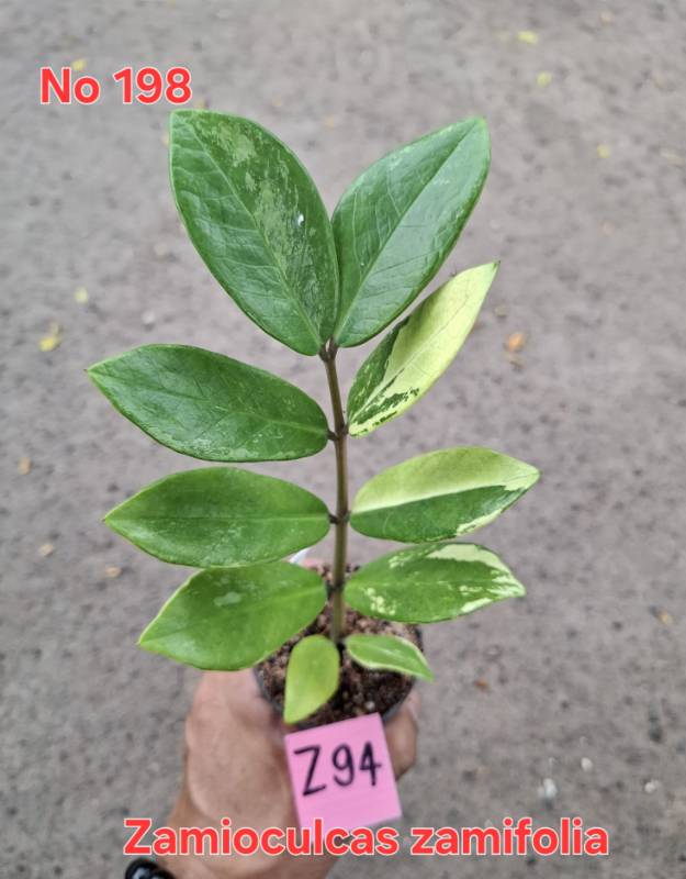 Замиокулькас 198 Zamioculcas zamifolia Z94