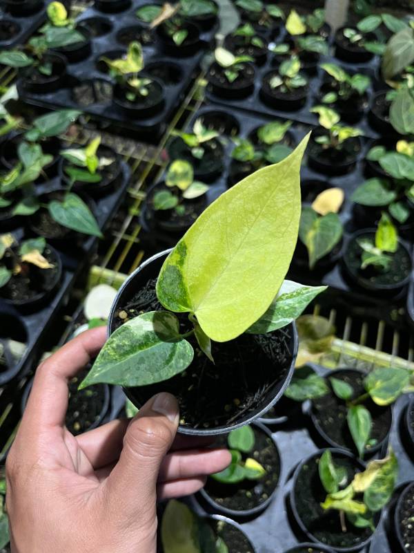 Антуриум AA10 Anthurium Portillae Indo variegated X Self