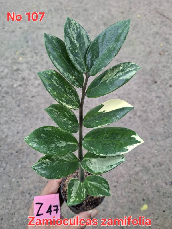 Замиокулькас 107 Zamioculcas zamifolia Z47