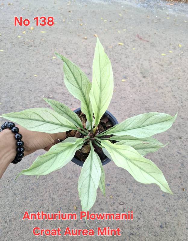 Антуриум 138 Anthurium plowmanii Croat Aurea Mint