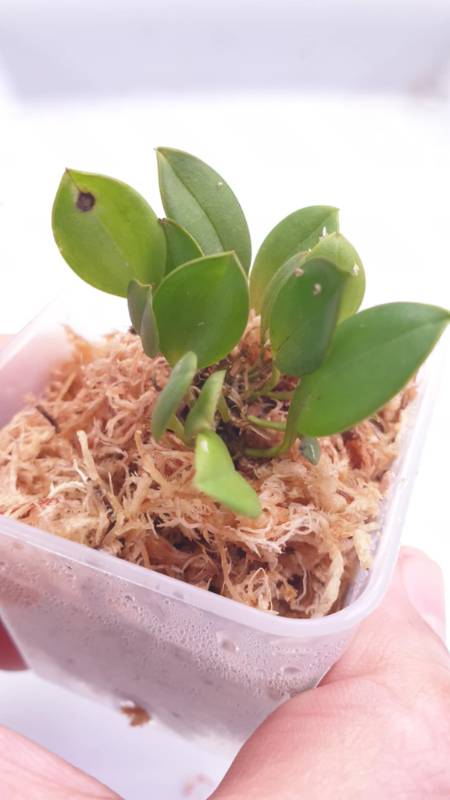 Орхидея K11 Scaphosepalum rapax