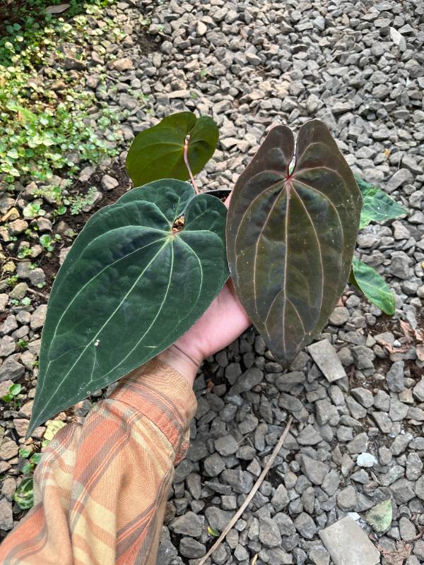 Антуриум AA02 Anthurium Bonfire X AOS SKG
