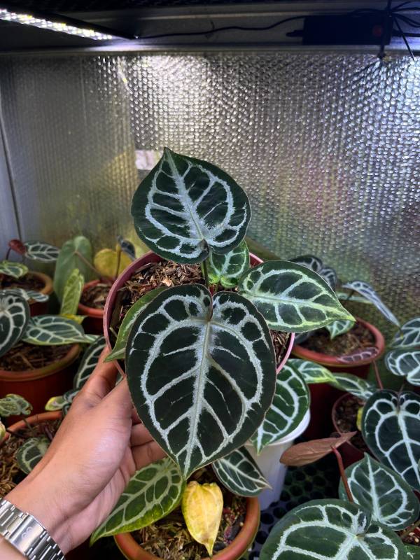 Антуриум §§33 Anthurium Tiger Red M