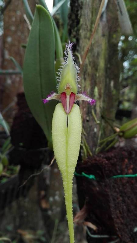 Орхидея FS15 Bulbophyllum fascinator var. semi alba