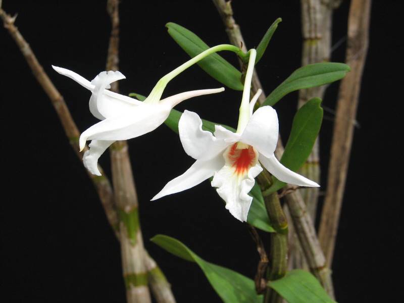 Орхидея FS157 Dendrobium draconis