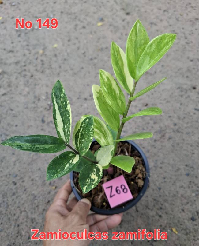 Замиокулькас 149 Zamioculcas zamifolia Z68
