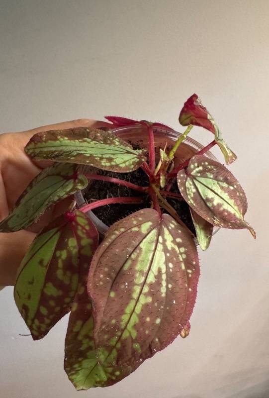 Флорариумное S66 Sonerila sp. Vietnam