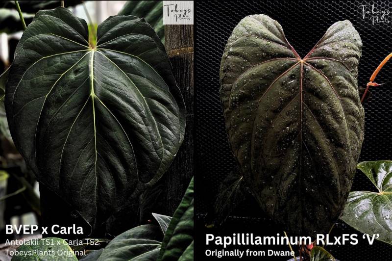 Антуриум 4T14 Anthurium (BVEP X Carlablackiae) X Papillilaminum RLFS V