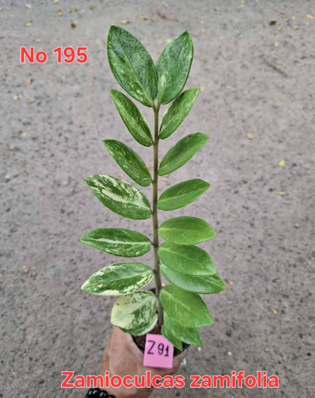 Замиокулькас 195 Zamioculcas zamifolia Z91