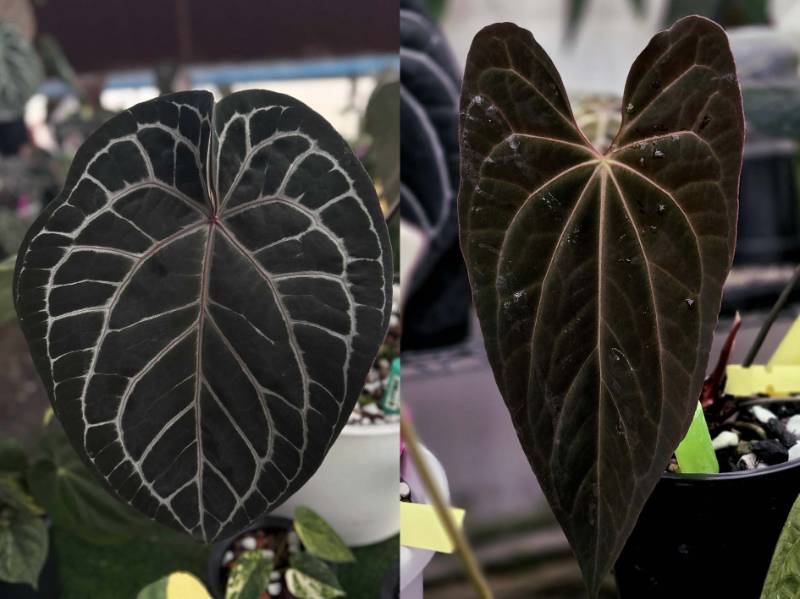 Антуриум G54 Anthurium Michelle purple X Papillilaminum X-One