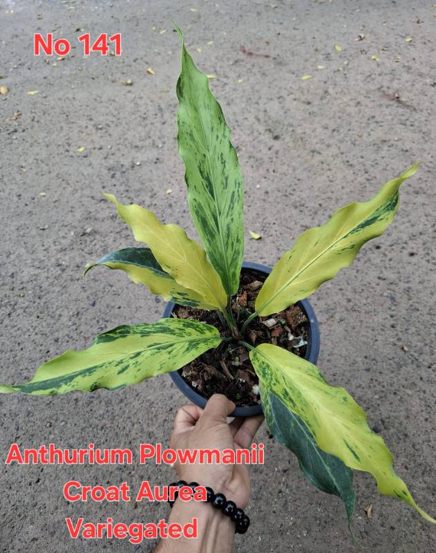 Антуриум 141 Anthurium plowmanii Croat Aurea variegated