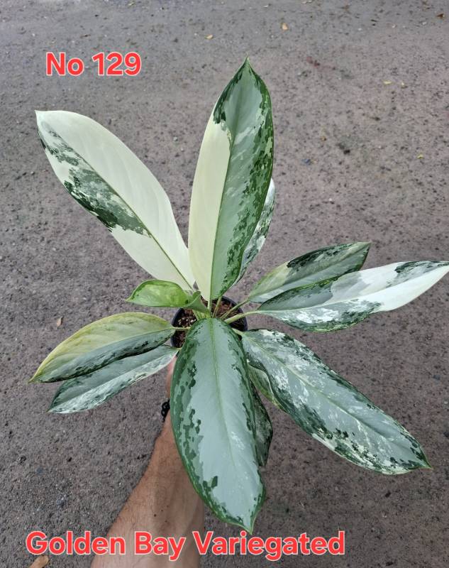 Аглаонема 129 Aglaonema Golden Bay variegated