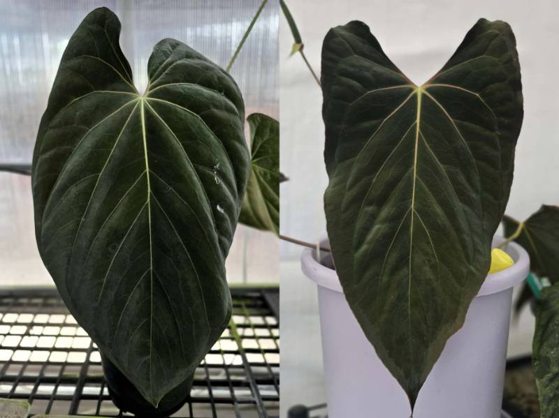 Антуриум G31 Anthurium Antolakii (BVEP Scott) X Ralph Lynam Dwane