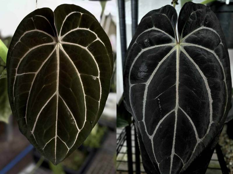 Антуриум 4G12 Anthurium Carlablackiae GO Round 3 X Carlablackiae GO1 Super black