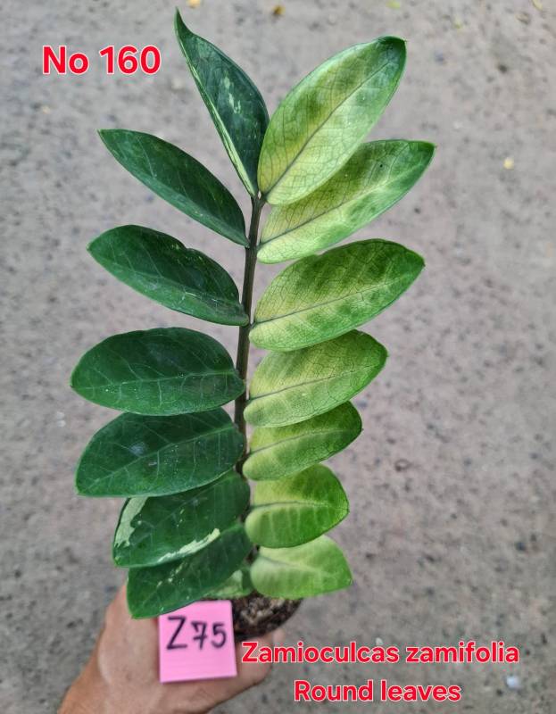Замиокулькас 160 Zamioculcas Round Leaves Z75