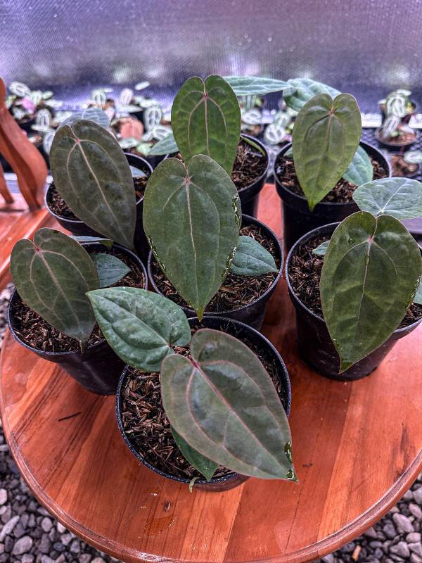 Антуриум AA14 Anthurium RVDP x Michelle