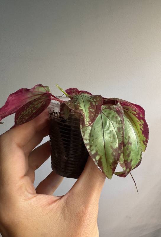 Флорариумное S66 Sonerila sp. Vietnam