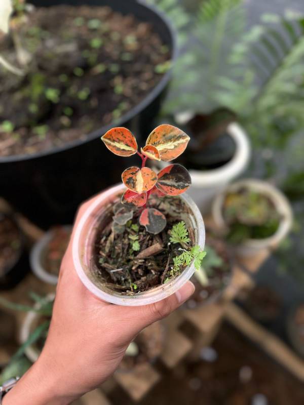 Лесное AA24 Peperomia Metallica Orange Variegated