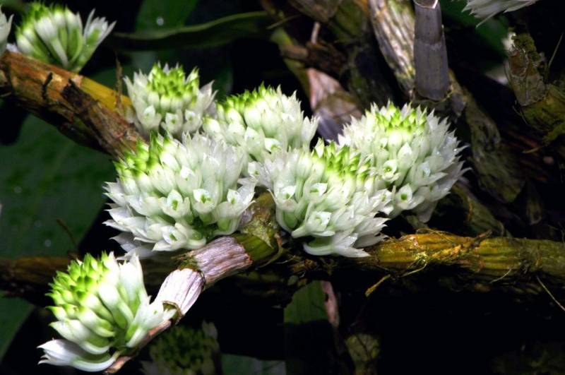 Орхидея FS137 Dendrobium capituliflorum