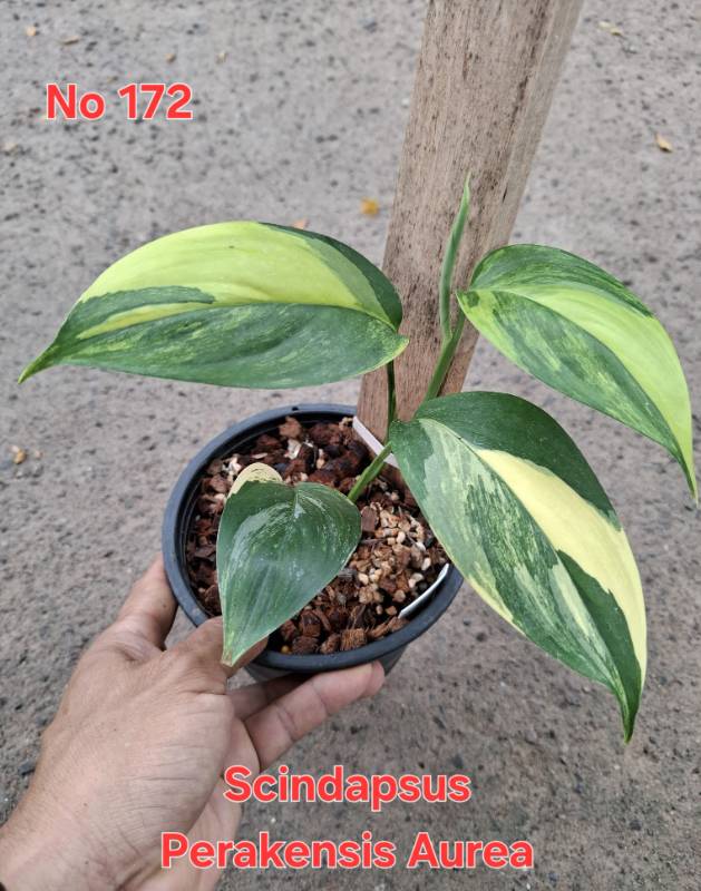 Сциндапсус 172 Scindapsus Perakensis Aurea