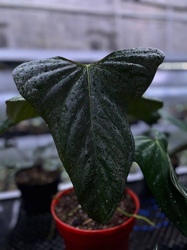 Антуриум §§41 Anthurium Indo Portilae Clone