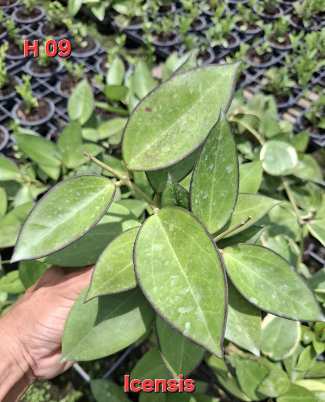 Хойя H09 Hoya icensis