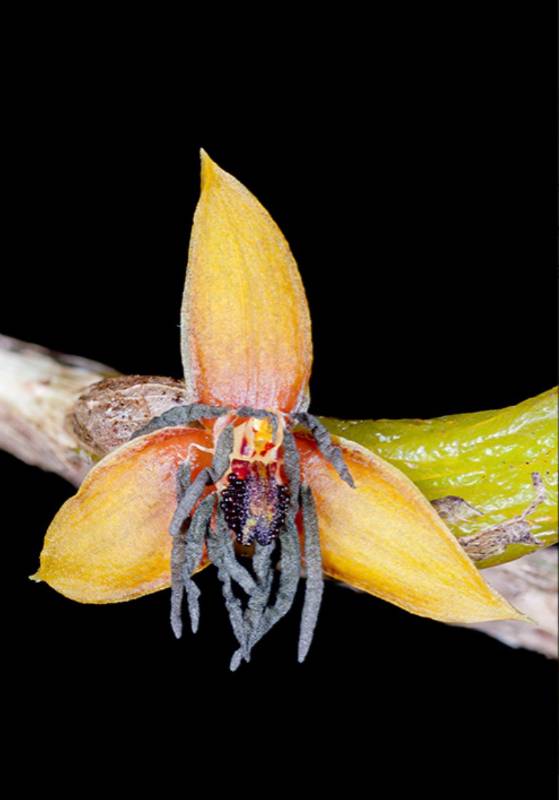 Орхидея FS22 Bulbophyllum haniffii