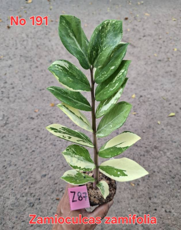 Замиокулькас 191 Zamioculcas zamifolia Z87
