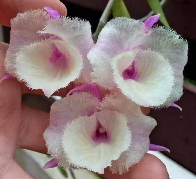 Орхидея FS131 Dendrobium aphyllum cv. Shining Pink