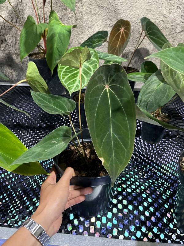 Антуриум AA11 Anthurium Red Spider Clone