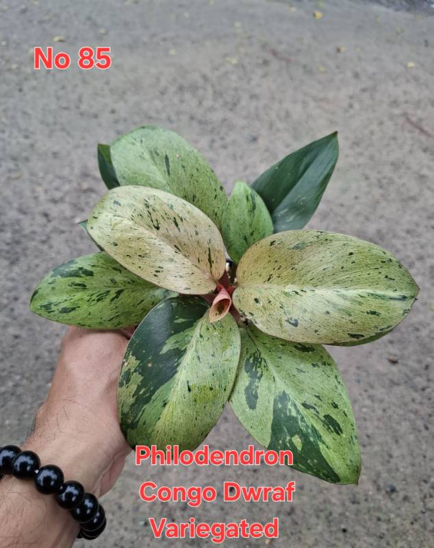 Филодендрон 85 Philodendron Congo Dwarf variegated