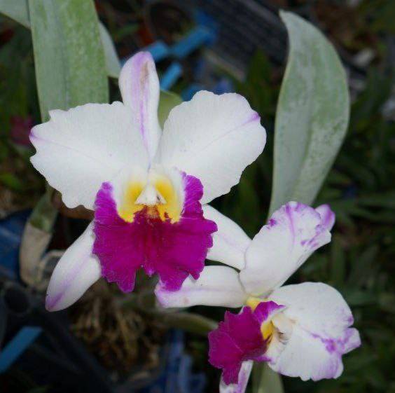 Орхидея FS61 Cattleya Anna Banmore
