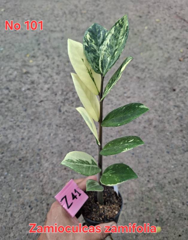 Замиокулькас 101 Zamioculcas zamifolia Z41
