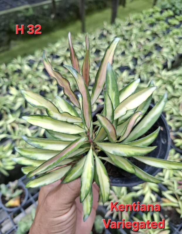 Хойя H32 Hoya kentiana variegated