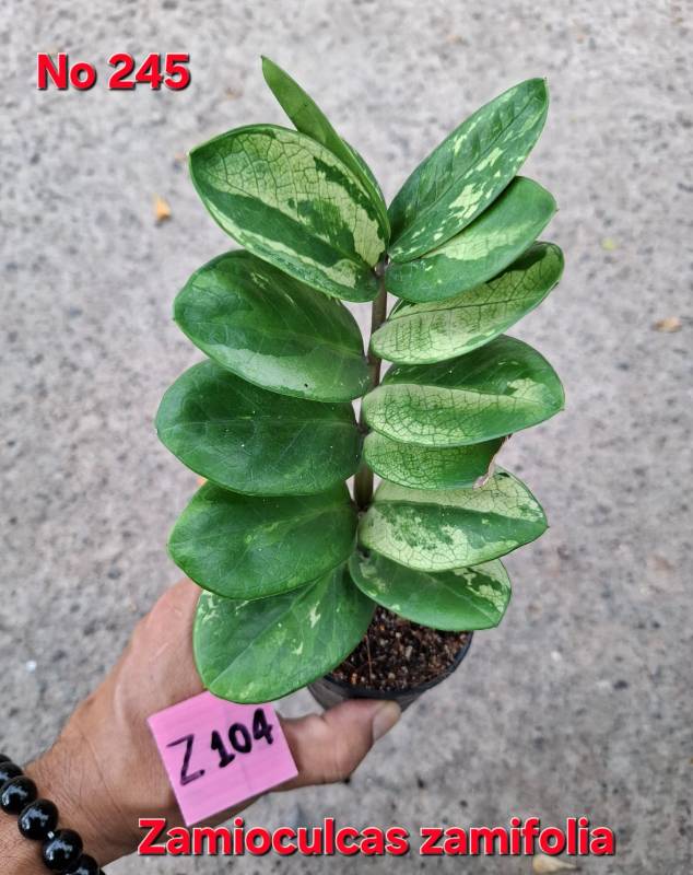 Замиокулькас 245 Zamioculcas zamifolia Z104