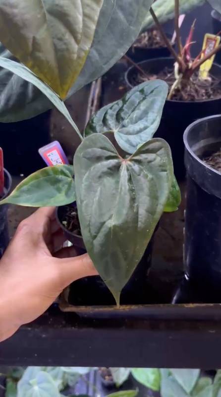 Антуриум §§86 Anthurium Dark Love Mr. Breed