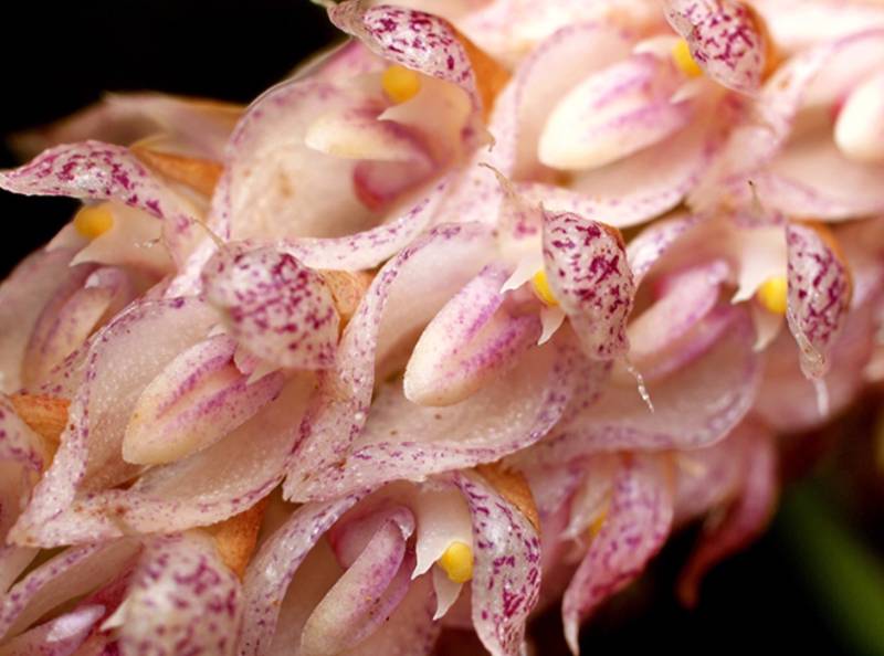Орхидея FS27 Bulbophyllum lilacinum