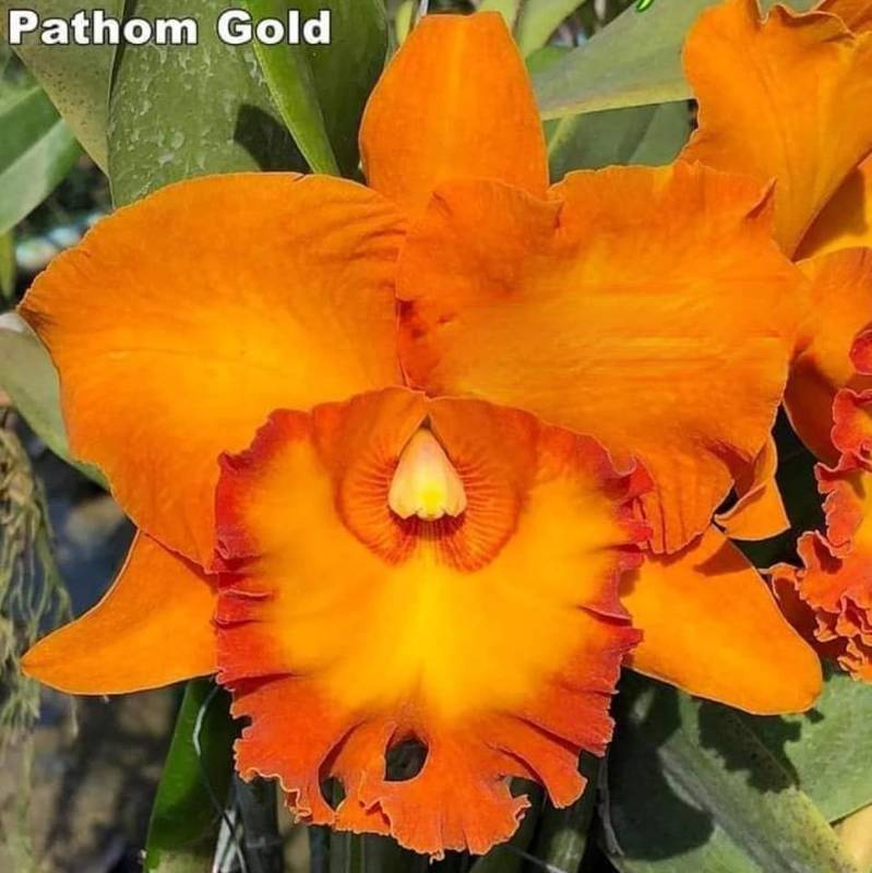 Орхидея FS78 Cattleya Pathom Gold