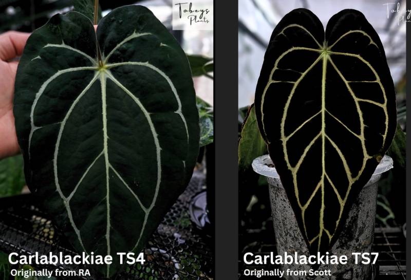 Антуриум 4T29 Anthurium Carlablackiae TS4 X Carlablackiae TS7
