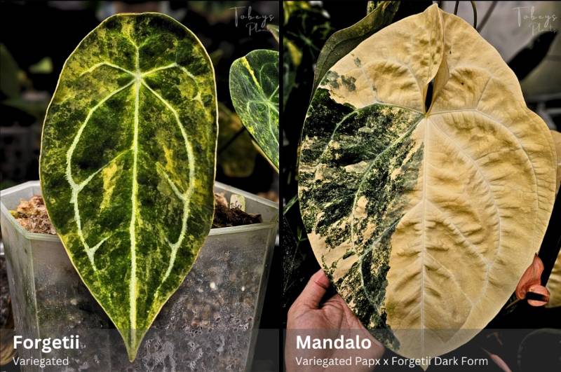 Антуриум TP38 Anthurium Forgetii var X Mandalo