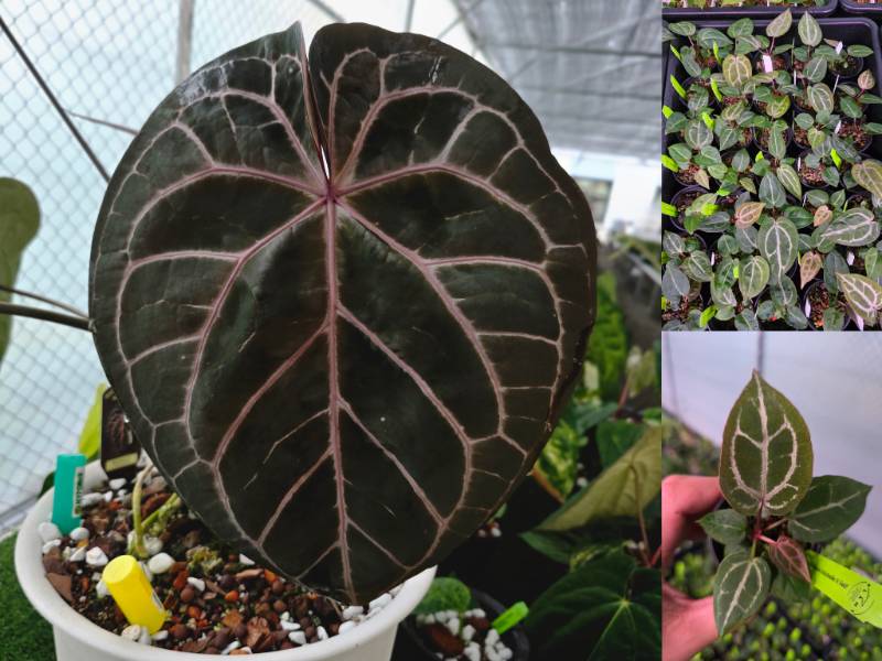 Антуриум 4G76 Anthurium Michelle purple X Self