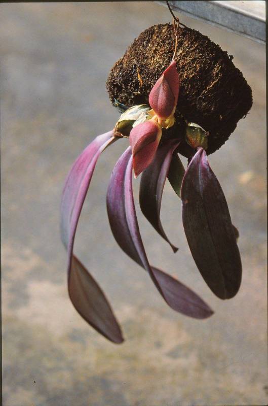 Орхидея FS35 Bulbophyllum orthosepalum
