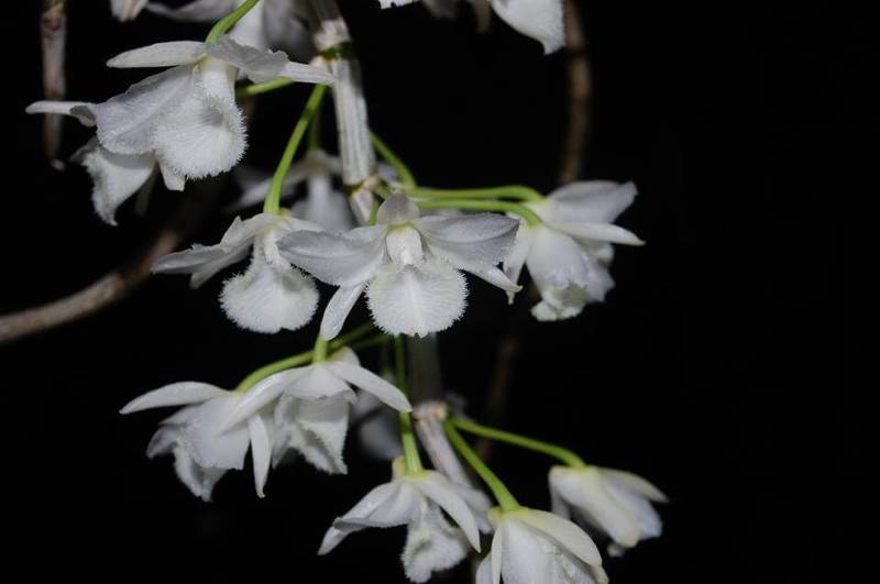 Орхидея FS132 Dendrobium aphyllum var. alba