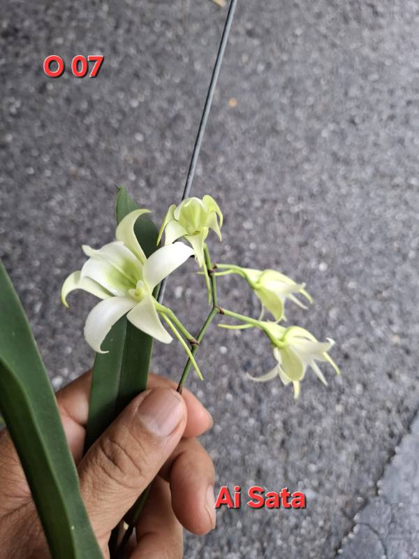 Орхидея O07 Angraecum leonis