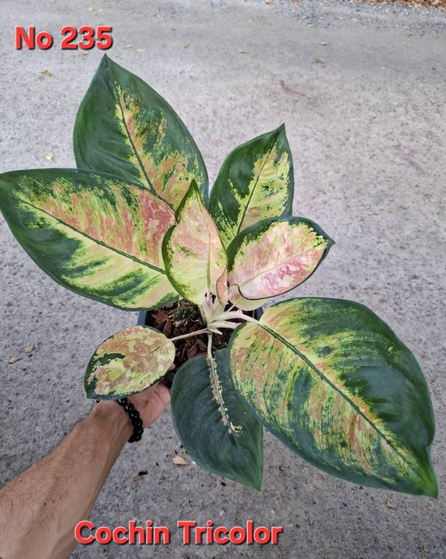 Аглаонема 235 Aglaonema Cochin Tricolor