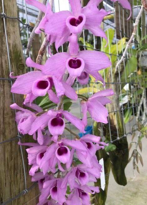 Орхидея FS128 Dendrobium anosmum var. superbum pink