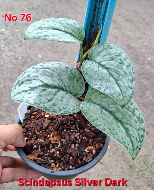 Cциндапсус 76 Scindapsus Silver Dark