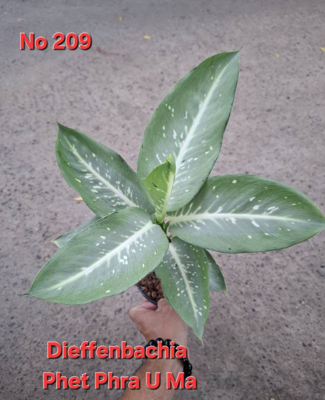 Диффенбахия 209 Dieffenbachia Phet Phra U Ma
