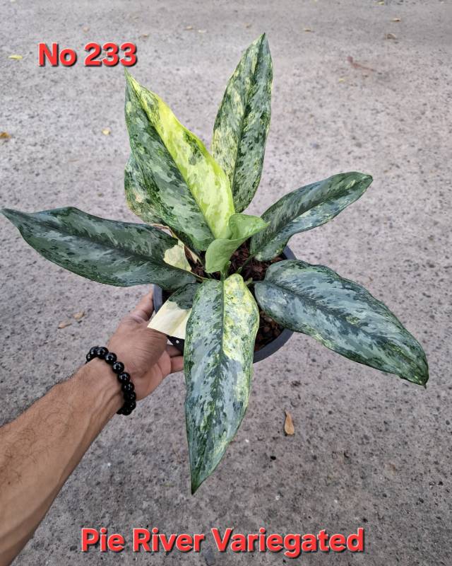 Аглаонема 233 Aglaonema Pie River variegated